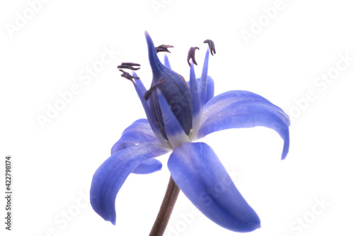 Fototapeta Naklejka Na Ścianę i Meble -  blue spring flowers isolated
