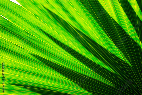 tropical palm leaf  abstract green background