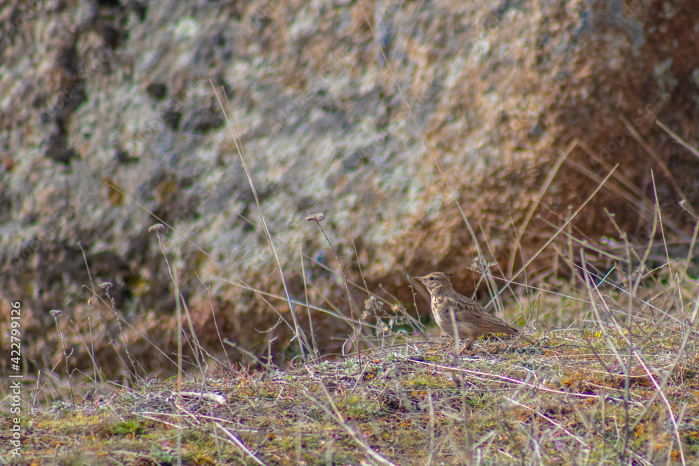 Bird standing in the grass in nature. Wildlife photography. Bird standing in the grass in nature. Wildlife photography.