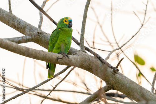 The turquoise-fronted amazon (Amazona aestiva)