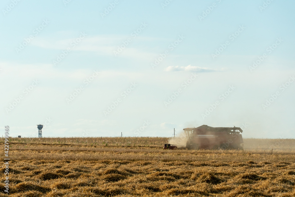 Fototapeta premium combine harvester while working in the field with wheat during the harvesting campaign. Combine harvesting the wheat field. The harvest season of grain crops.