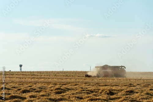 combine harvester while working in the field with wheat during the harvesting campaign. Combine harvesting the wheat field. The harvest season of grain crops. © Pokoman