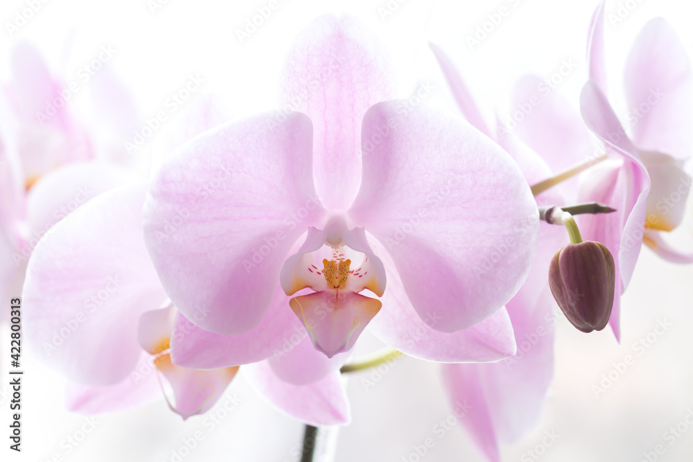 Close-up of light pink orchid flower branch Close-up of light pink orchid flower branch