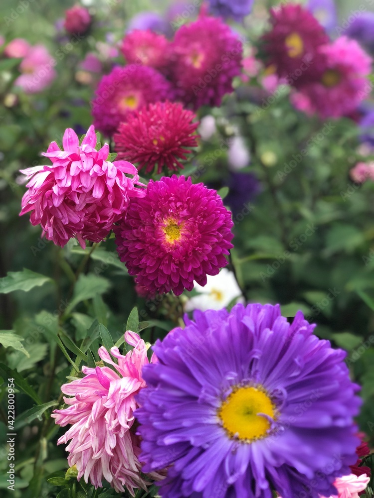 chrysanthemum flowers chrysanthemum flowers