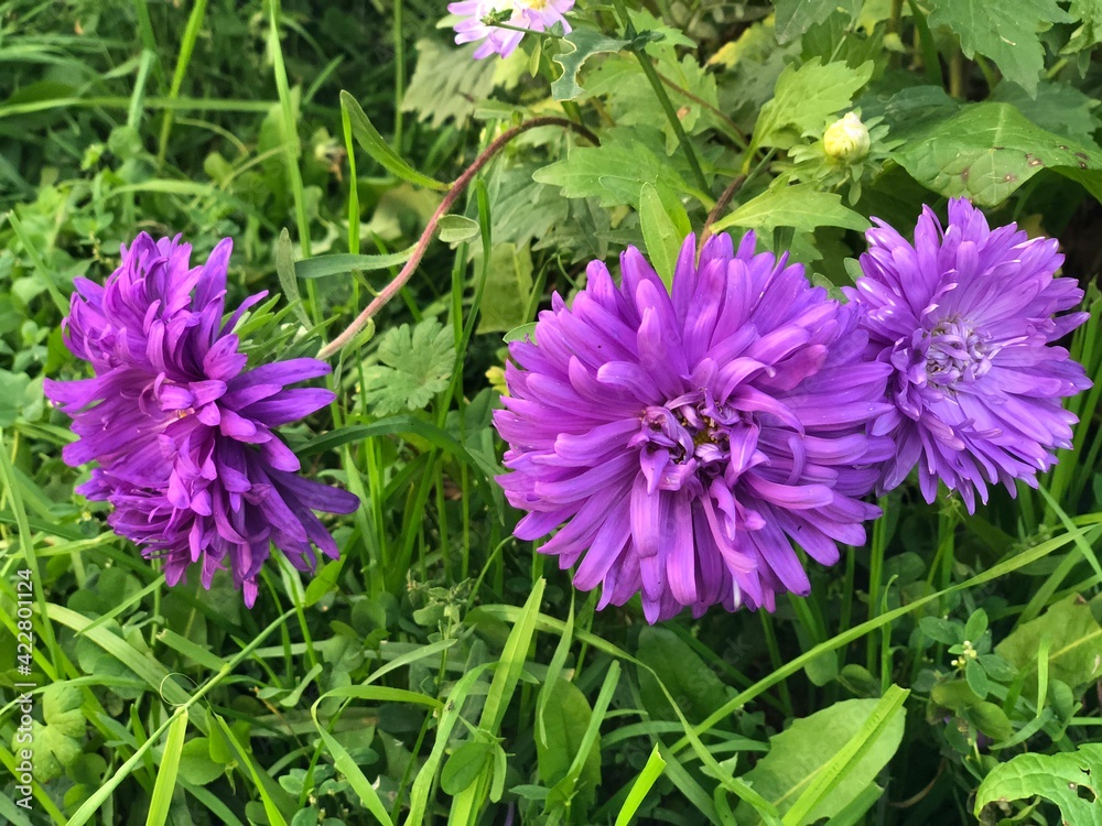 Obraz premium purple aster flowers