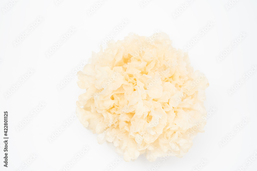 Snow fungus on white background Snow fungus on white background