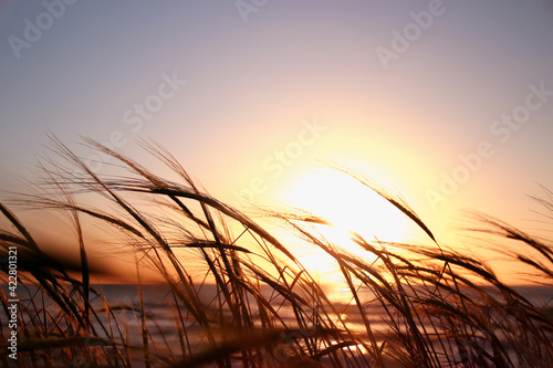 reeds at the beach during sunset