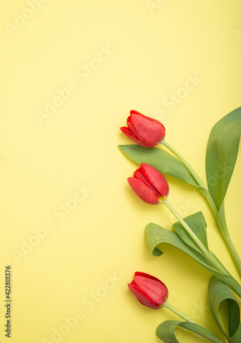 Red tulips flat lay on yellow background. Three flowers photography.