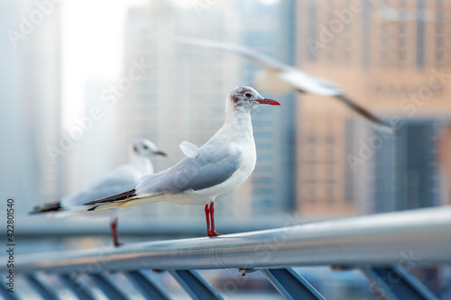 Photo Seagulls sit on the parapet of the embankment in the Dubai Marina area