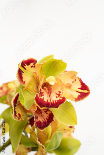 Vibrant green and red orchid on white background