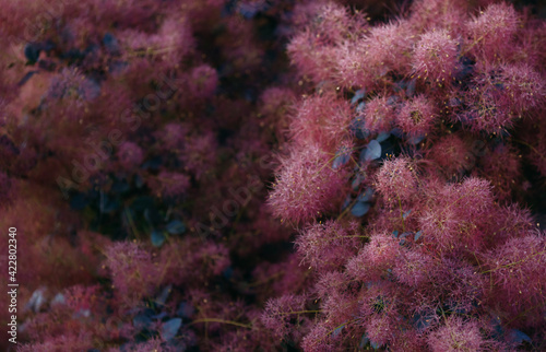 Smoke tree as background with copy space