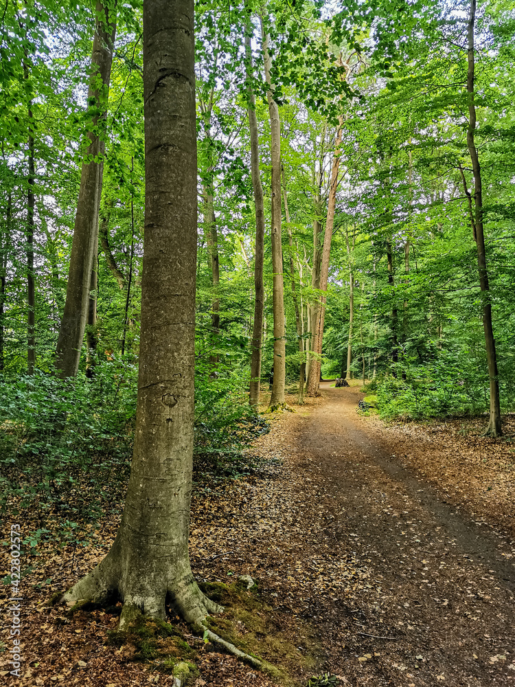 Fototapeta premium walk in the forest