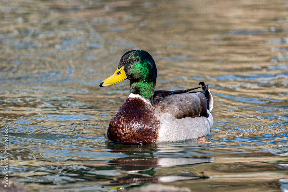 A CLose Up of a Male Mallard Duck A CLose Up of a Male Mallard Duck