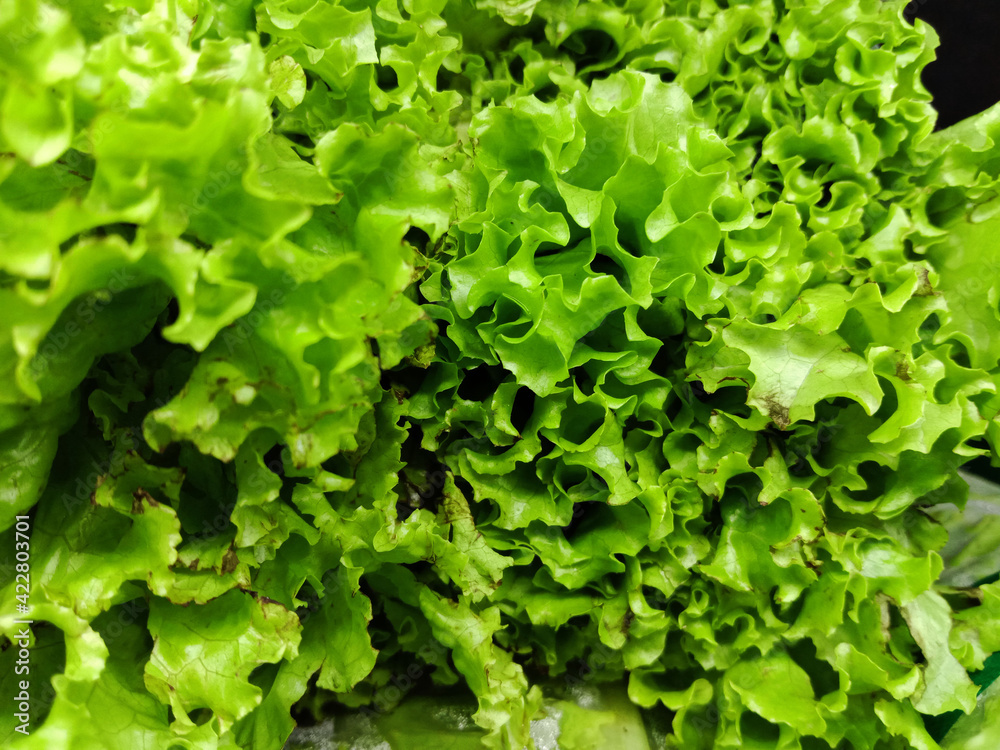 fresh green lettuce on the market fresh green lettuce on the market