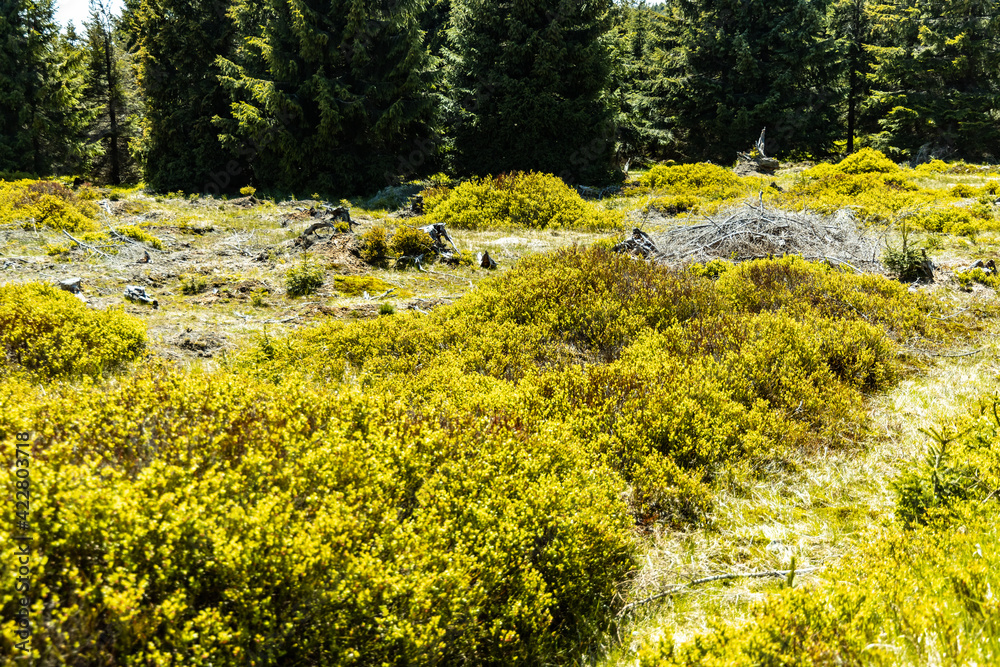 Green square with small trees and bushes around in Jizera mountains Green square with small trees and bushes around in Jizera mountains