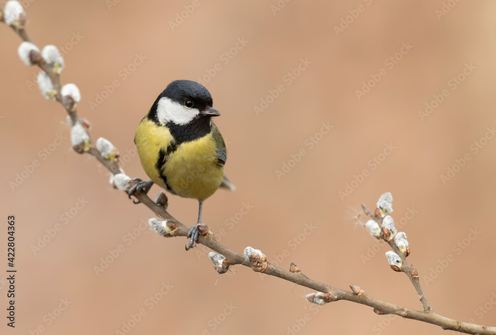 Great tit close up ( Parus major )