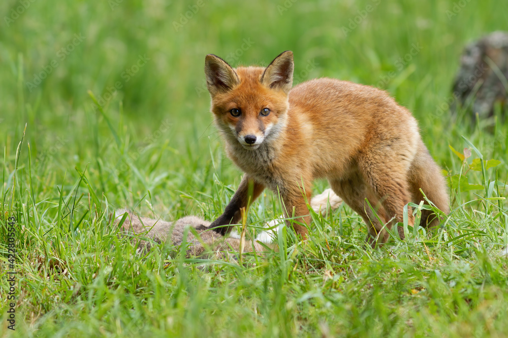 Little red fox looking to the camera on grassland in summer