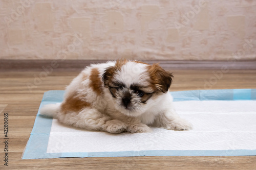 Training a funny shit-tsu puppy goes to the toilet on a diaper. Diapers for dogs. Close-up. Place for an inscription.