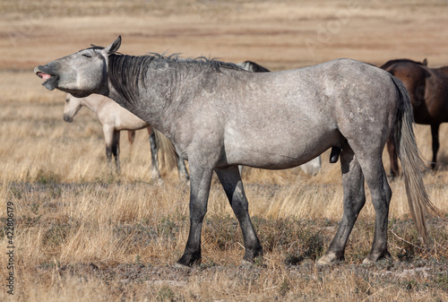 Wild Horse in the Utah Desert © equigini