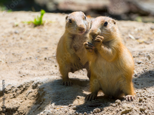 North American black-tailed prairie dogs on the ground © belizar