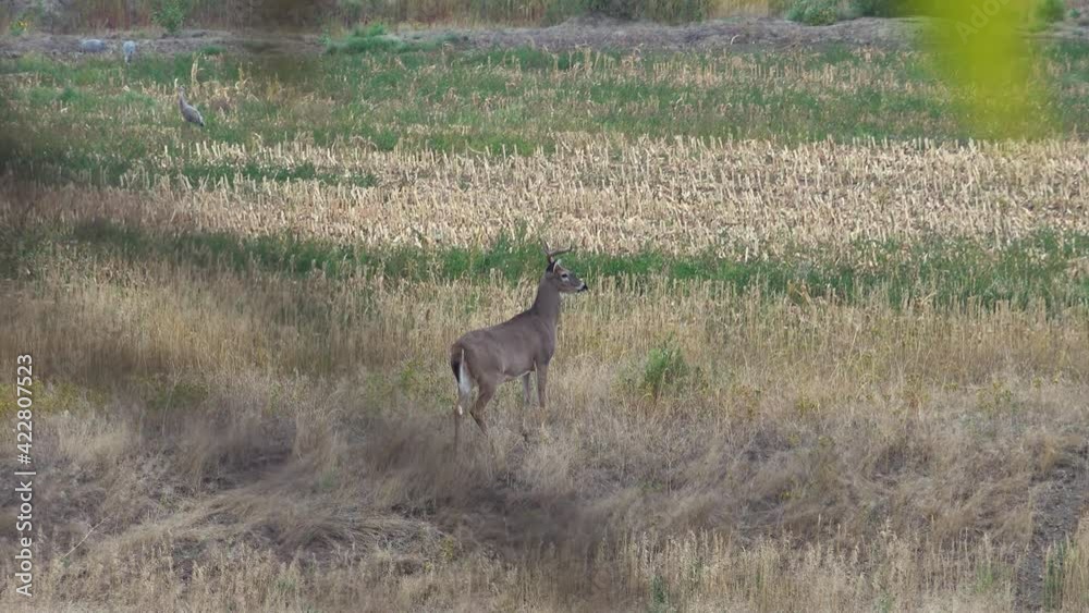 Alert Whitetail Buck Looking Around an Open Field While Twitching Ears and Tail Alert Whitetail Buck Looking Around an Open Field While Twitching Ears and Tail
