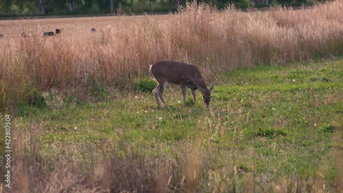 Female Whitetail Doe Nibbling on Grass on a Summer Day with Turkeys in the Background photo