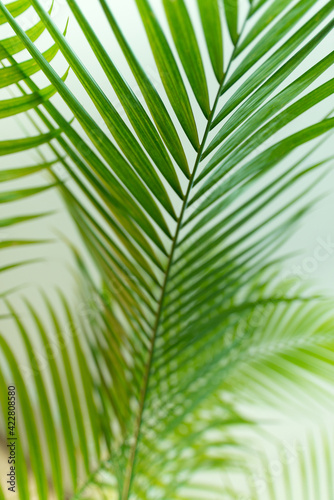 Tropical palm leaves background