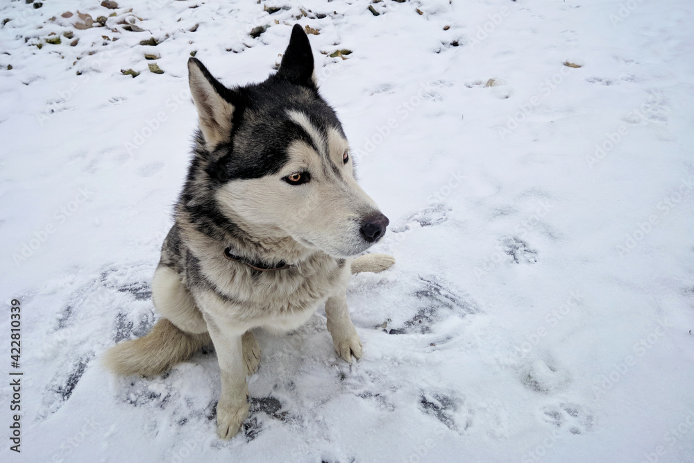 Husky dog sitting in the snow in winter