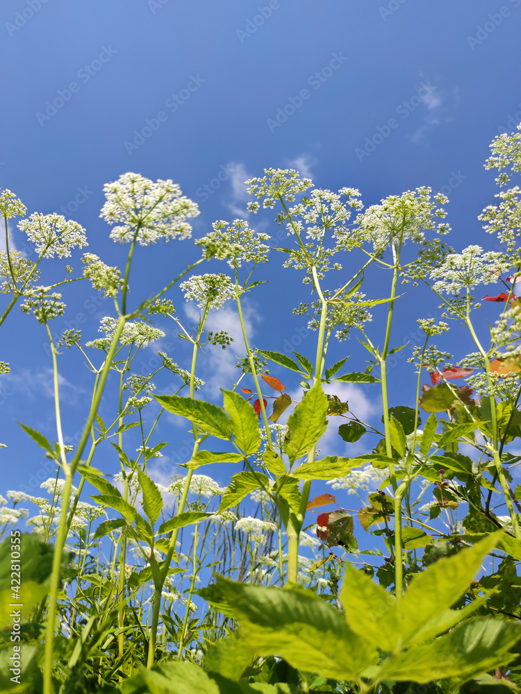 Obraz premium grass and sky