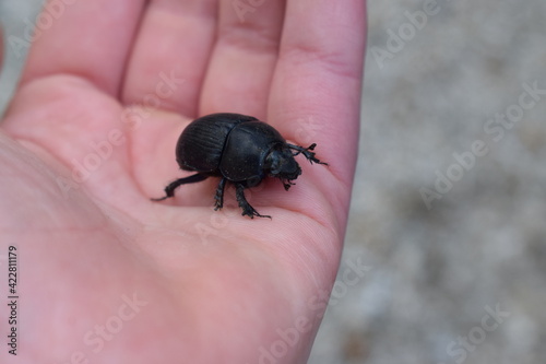 Geotrupes stercorarius, a species of earth-boring dung beetle, on the palm of a hand photo