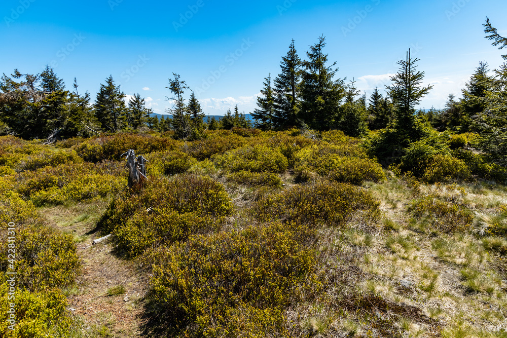 Green square with small trees and bushes around in Jizera mountains Green square with small trees and bushes around in Jizera mountains