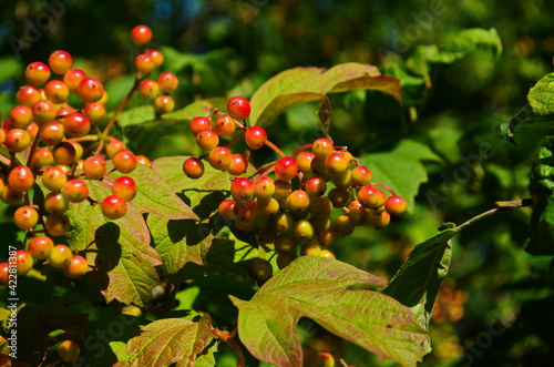 Viburnum branch with ripening berries and leaves photo