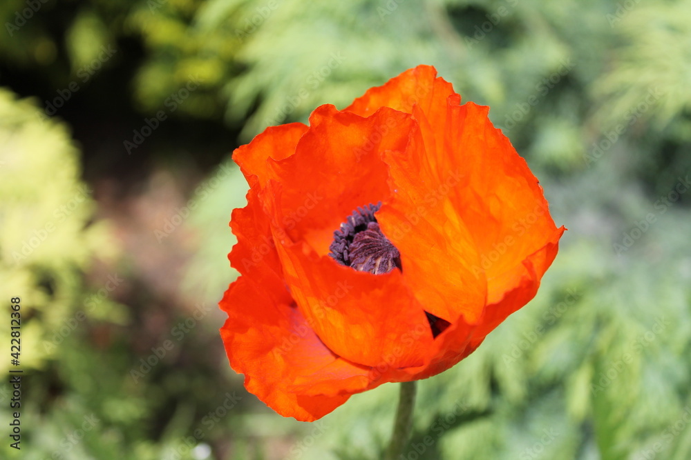Fototapeta premium red poppy flower