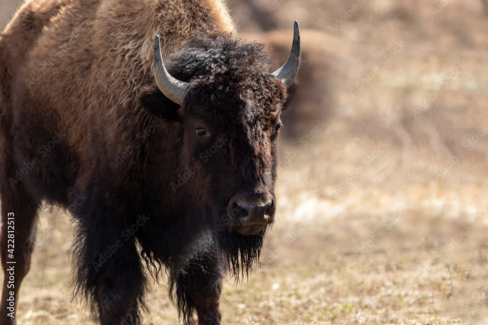 American Bison (Bison bison) male on a dry grassy field on an early spring morning
