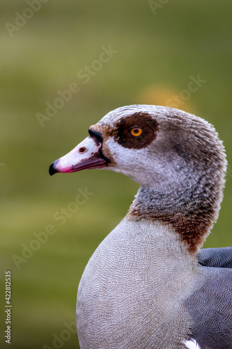 Egyptian Goose (Alopochen aegyptiaca) profile closeup with clean green background © rabbitti
