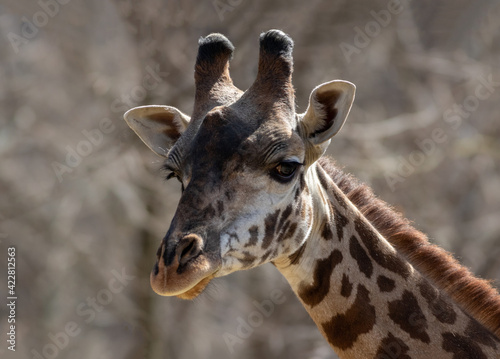 Fototapeta Naklejka Na Ścianę i Meble -  Giraffe (Giraffa) head closeup with buff background on early spring morning