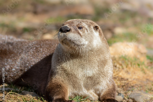 Adorable North American River Otter (Lontra canadensis) basks in the sun in morning sun