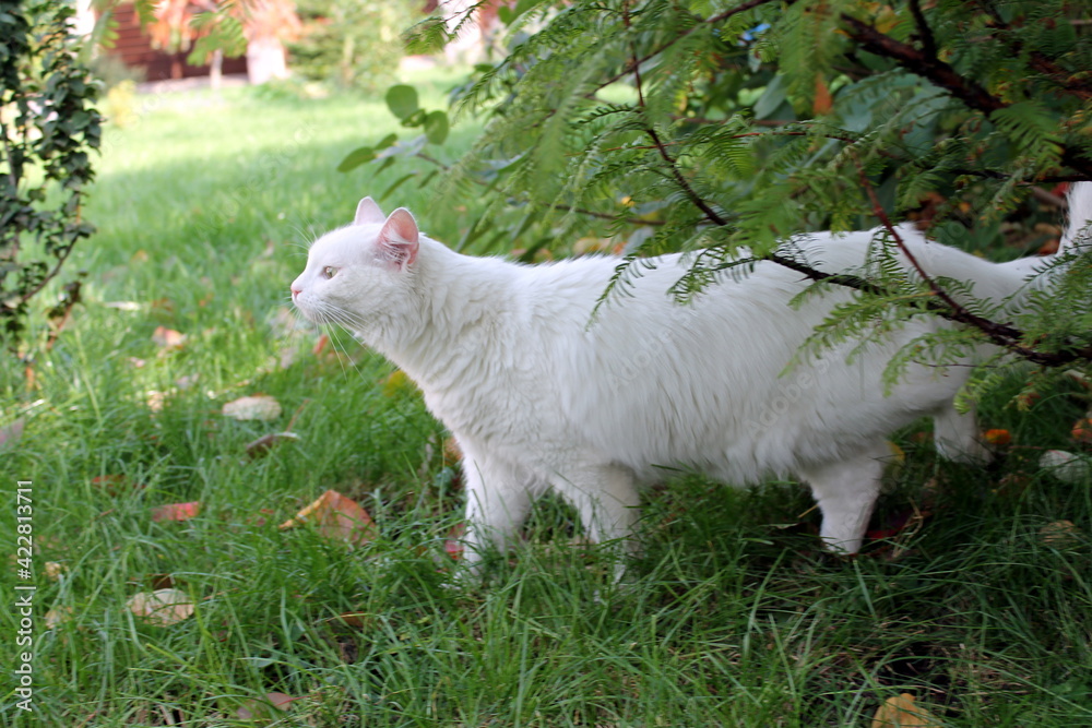 Obraz premium white cat on the grass