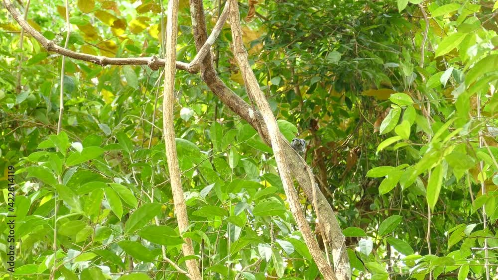 Black-Crowned Antshrike bird climbing trees in Panama jungle rainforest Black-Crowned Antshrike bird climbing trees in Panama jungle rainforest