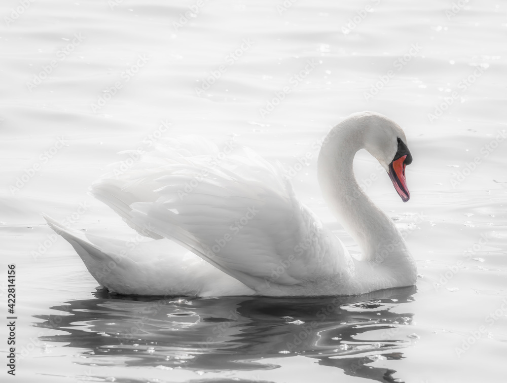 Fototapeta premium Graceful white swan (Cygnus olor) swimming on a lake or sea