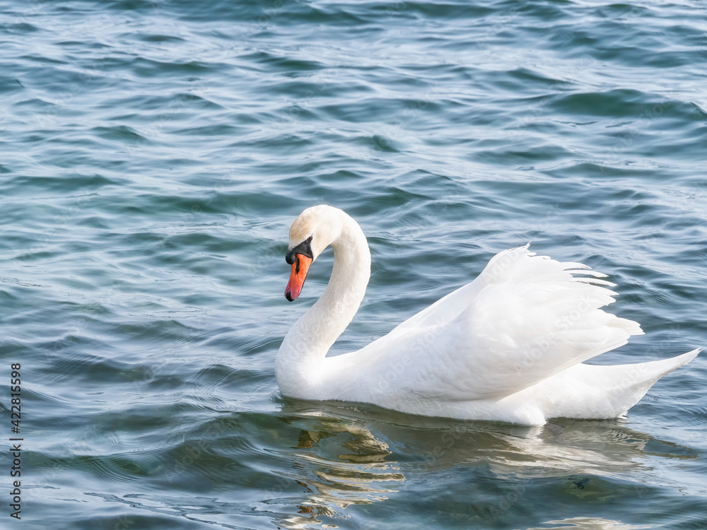 Graceful white swan (Cygnus olor) swimming on a lake or sea Graceful white swan (Cygnus olor) swimming on a lake or sea