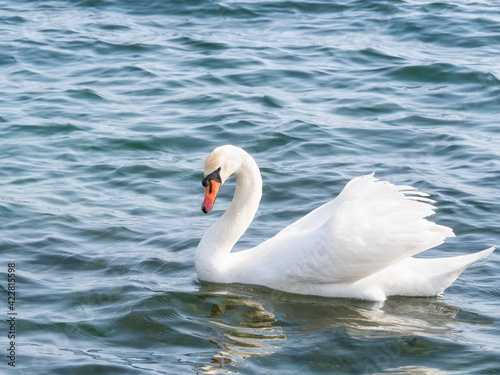 Graceful white swan  Cygnus olor  swimming on a lake or sea