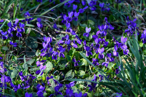 Many small delicate blue flowers of Viola odorata plant, commonly known as wood, sweet, English or florist's violet in a garden in a sunny spring day, beautiful outdoor floral background.