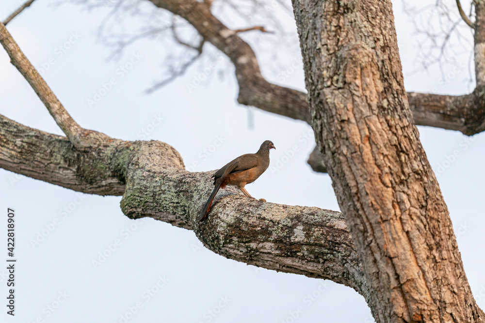 Chaco chachalaca (Ortalis canicollis) sitting in a tree.