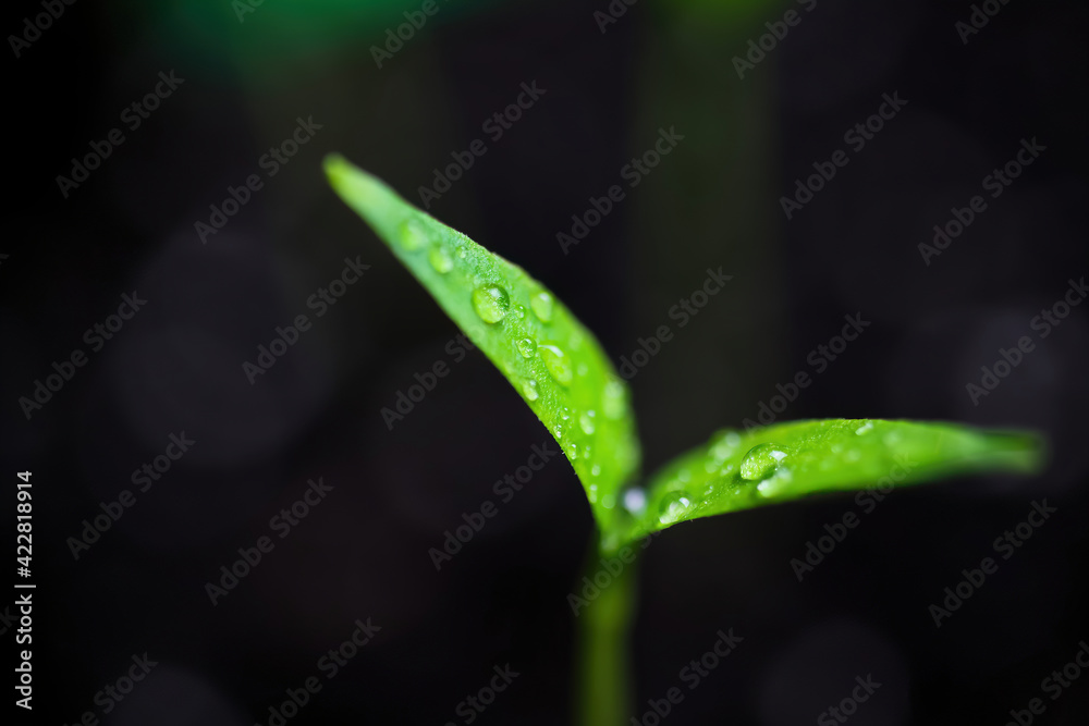 Macro closeup of isolated sprouting wet young green chili plant with water drops on brown growing soil Macro closeup of isolated sprouting wet young green chili plant with water drops on brown growing soil