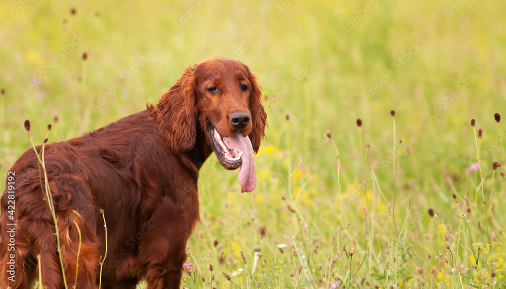 Happy smiling cute irish setter pet dog puppy listening ears and panting. Spring, summer walking concept.