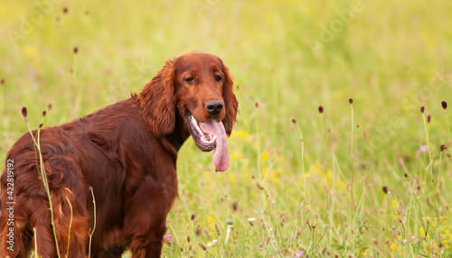 Happy smiling cute irish setter pet dog puppy listening ears and panting. Spring  summer walking concept.