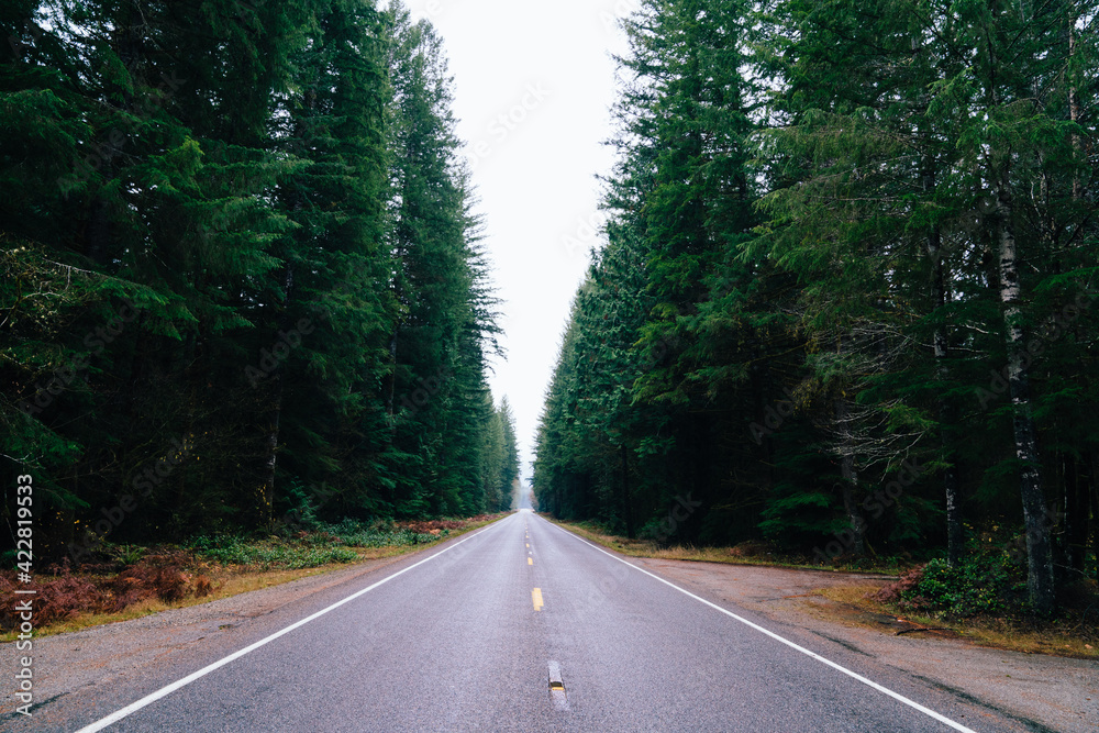 Fototapeta premium Paved roadway near green trees