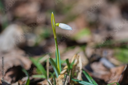 Beautiful first spring flower, close up. Ukraine © OlegD