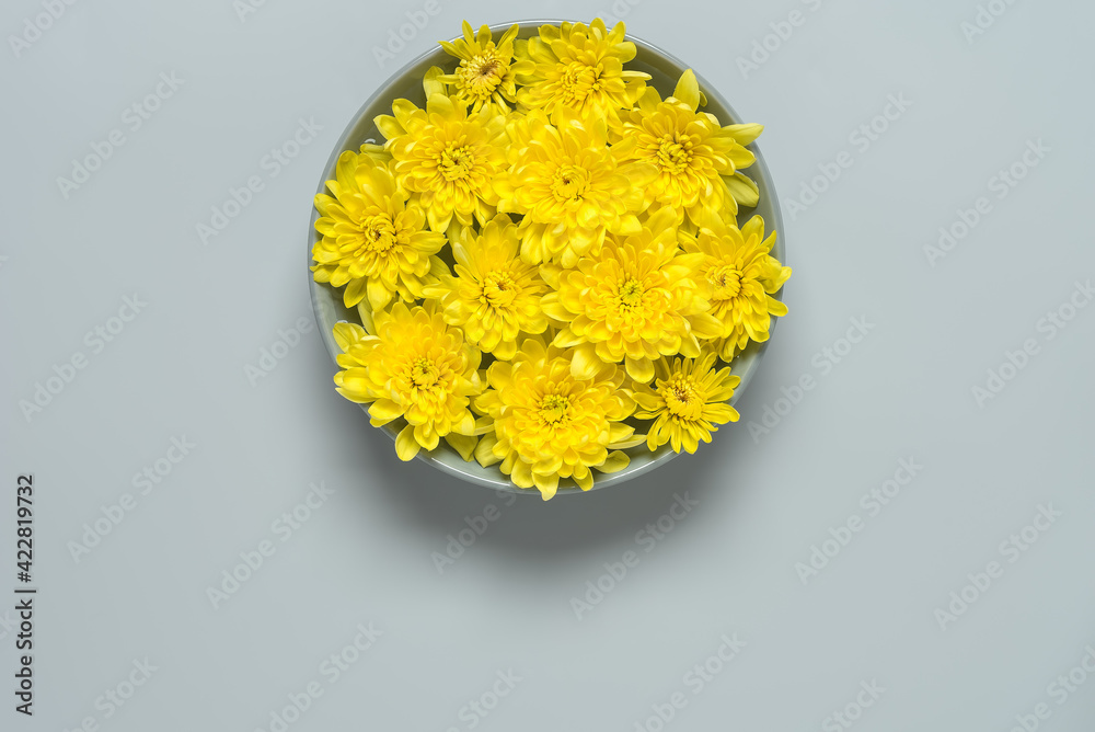 Yellow chrysanthemum flowers in a gray bowl on a gray background. Creative layout. Beautiful floral composition. Top view. Yellow chrysanthemum flowers in a gray bowl on a gray background. Creative layout. Beautiful floral composition. Top view.